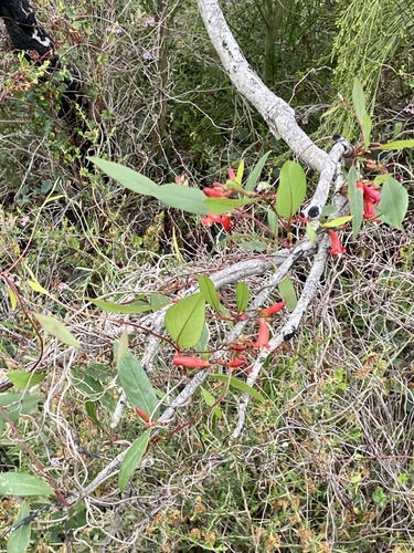 Marianthus erubescens, photograph 6
