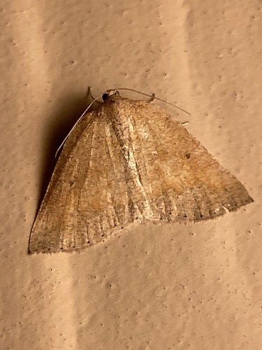 iNaturalist observation photo of Drepanulatrix monicaria