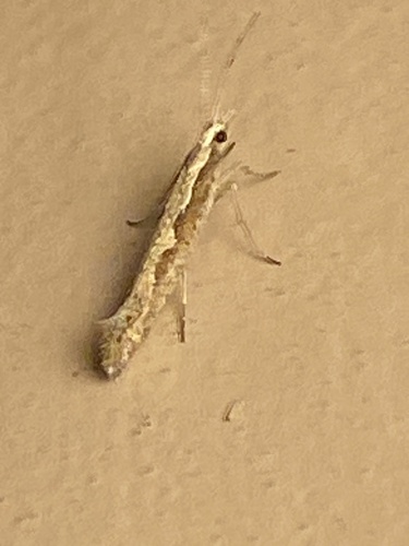 iNaturalist observation photo of Diamondback Moth