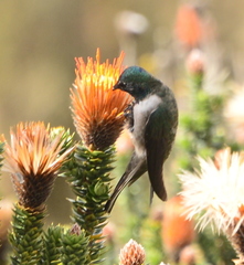Oreotrochilus chimborazo
