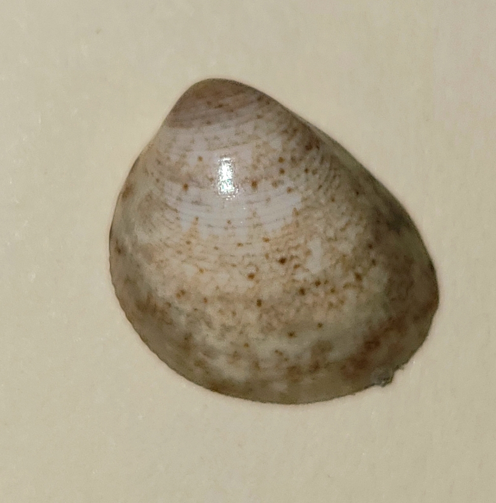 Pacific eggcockle