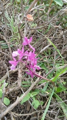 Orchis anatolica