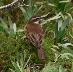 Cinclodes albidiventris