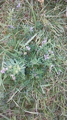 Medicago sativa