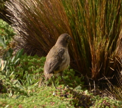 Grallaria quitensis