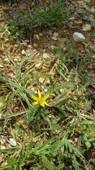 Gagea commutata