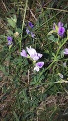Medicago sativa