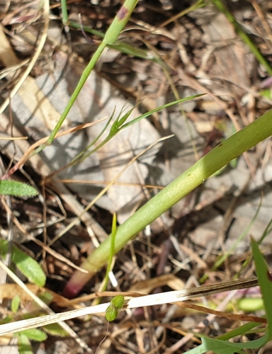 Image of Prasophyllum pallidum by (c) Rosalie Lawrence, some rights reserved (CC BY)