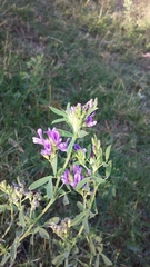 Medicago sativa