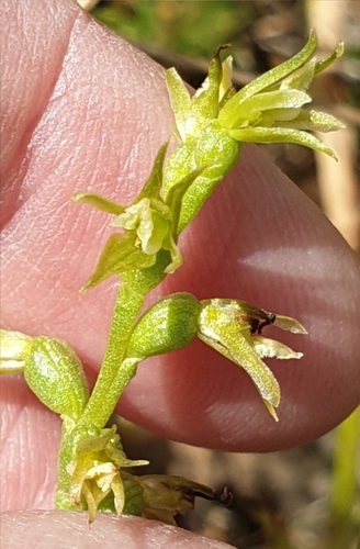 Image of Prasophyllum pallidum by (c) Rosalie Lawrence, some rights reserved (CC BY)