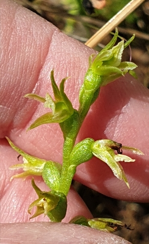 Image of Prasophyllum pallidum by (c) Rosalie Lawrence, some rights reserved (CC BY)