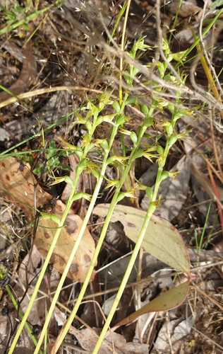 Image of Prasophyllum pallidum by (c) Rosalie Lawrence, some rights reserved (CC BY)