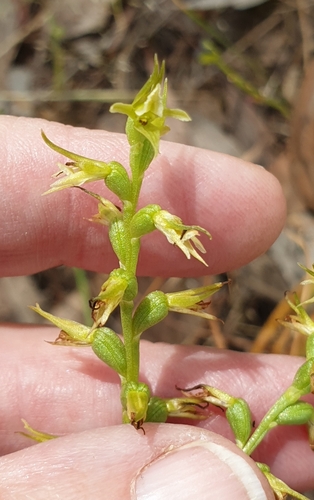 Image of Prasophyllum pallidum by (c) Rosalie Lawrence, some rights reserved (CC BY)