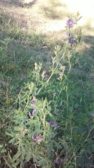 Medicago sativa