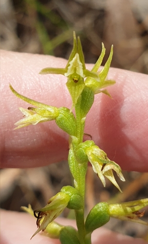 Image of Prasophyllum pallidum by (c) Rosalie Lawrence, some rights reserved (CC BY)
