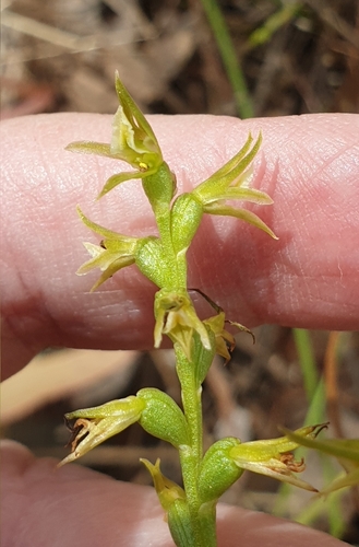 Image of Prasophyllum pallidum by (c) Rosalie Lawrence, some rights reserved (CC BY)