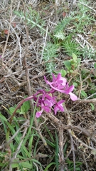 Orchis anatolica