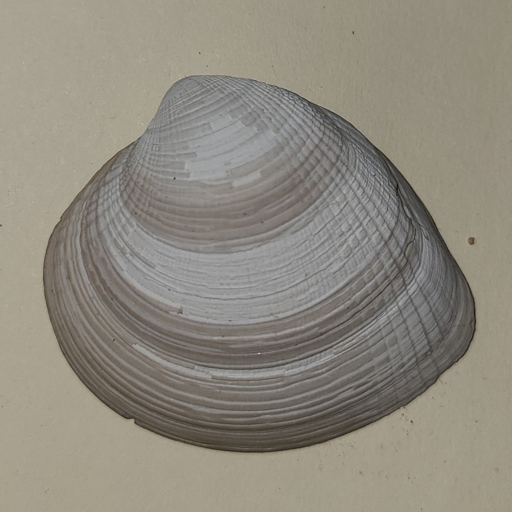 smooth venus