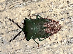 Piezosternum subulatum