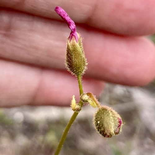 Drosera neesii (Drosera neesii)