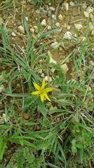 Gagea commutata