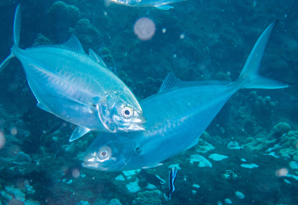 Herring Scad