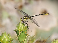 Phanogomphus militaris