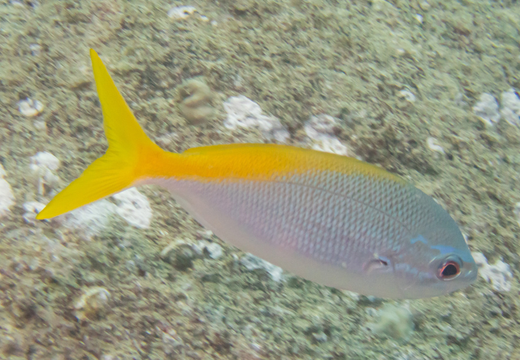Red-bellied Fusilier