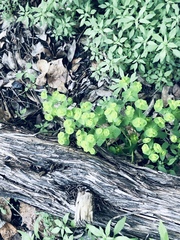 Euphorbia roemeriana