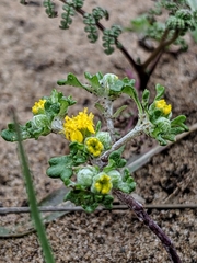Eriophyllum multicaule