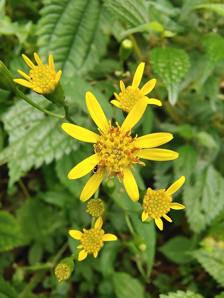 Alpine Ragwort from Yichun, CN-JX, CN on October 3, 2023 at 01:52 PM by ...