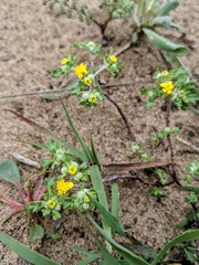 Eriophyllum multicaule