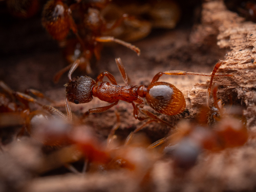 Photo of European fire ant (Myrmica rubra)