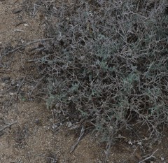 Adesmia pungens