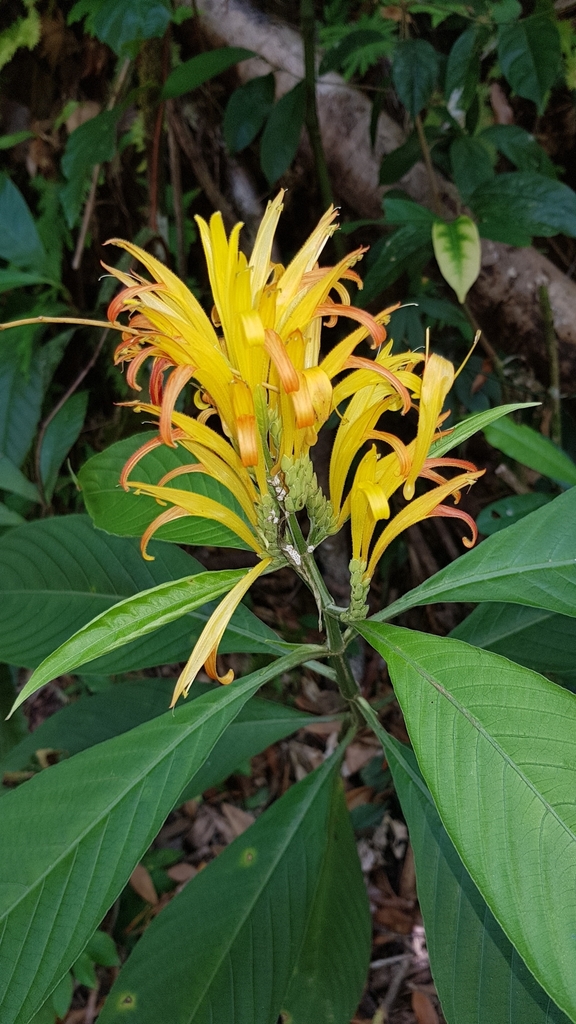 Justicia fimbriata
