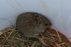 Bush Karroo Rat photo 4