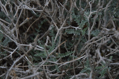 Adesmia pungens