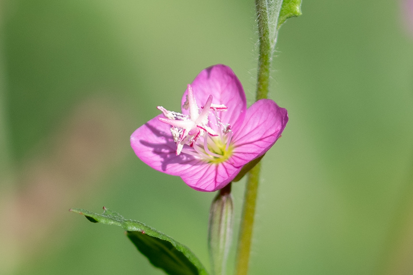 Oenothera rosea