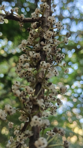 Oreocnide integrifolia observed 2023-10-07