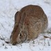 Appalachian Cottontail - Photo (c) David Carr, some rights reserved (CC BY-NC), uploaded by David Carr