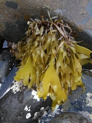 Pachymenia