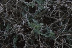 Adesmia pungens
