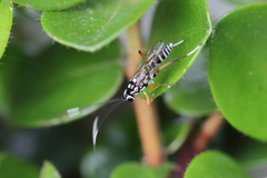 Glabridorsum stokesii