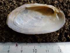 Unio elongatulus