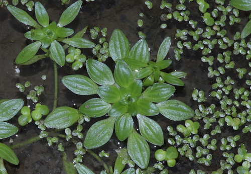 Blunt-fruited Water Starwort