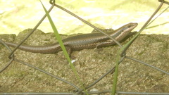 Copeoglossum nigropunctatum