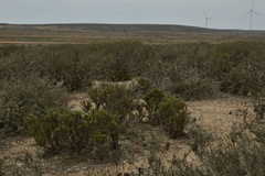 Heliotropium floridum