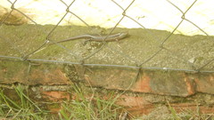 Copeoglossum nigropunctatum