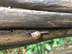 Helicarionoidea