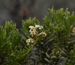Heliotropium floridum